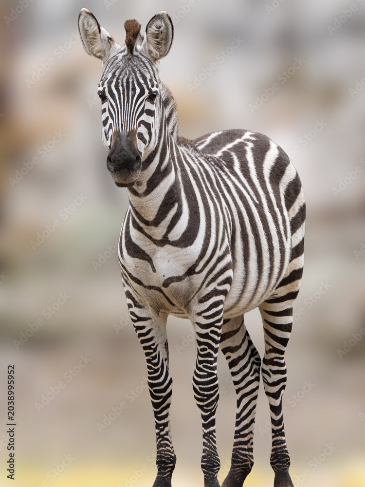 Obraz premium Full body portrait of eurasian plains zebra standing alert.