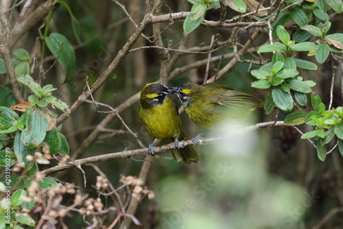 Photos A touching moment in Sri Lanka's montane forests as an adult Yellow-eared Bulbul feeds its juvenile offspring