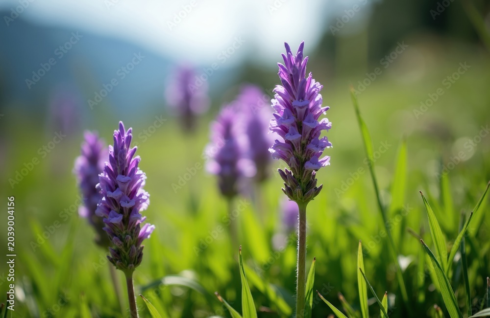 Obraz premium Purple Ixiolirion tataricum flowers grow in a sunlit green meadow. Soft focus background shows hills and more blooms. Nature beauty unfolds in spring.