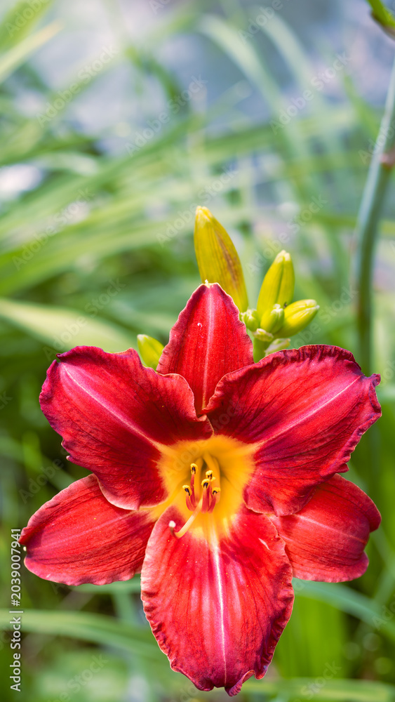 Fototapeta premium Close-up of bright red daylily with yellow center and green buds, summer garden detail, floral elegance, vivid color contrast. Copy space, place for text.