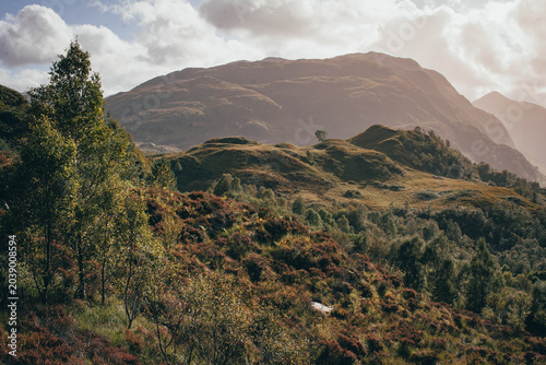 Scenic view of rolling hills covered in blooming purple heather, Scottish Highlands