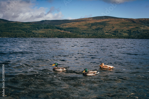 Wild ducks swimming on a calm lake surface at peaceful park