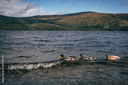 Wild ducks swimming on a calm lake surface at peaceful park