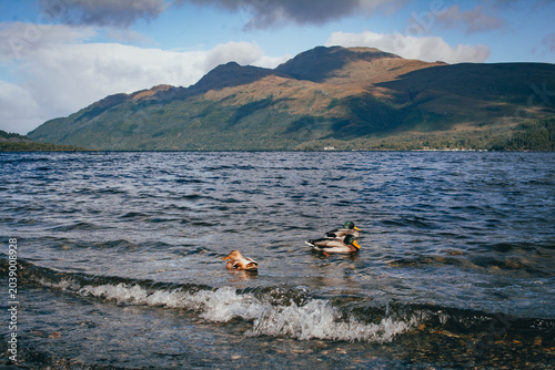 Wild ducks swimming on a calm lake surface at peaceful park