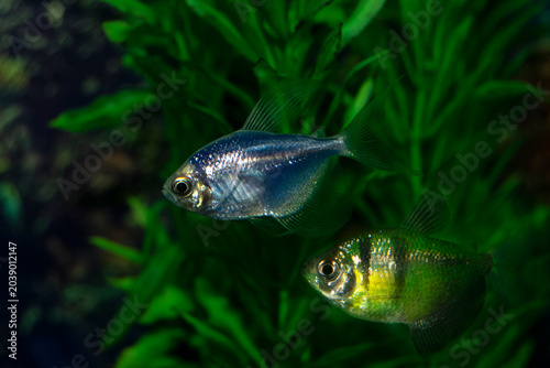 Aquarium  fish-ternetzi swim. The Latin name Gymnocorymbus ternetzi. Close-up, blue background. Two fish blue and green with black stripes.
