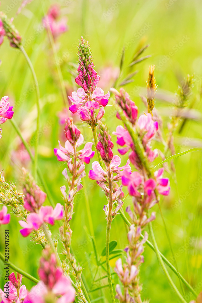 Fototapeta premium Pink Sainfoin Flower Branch