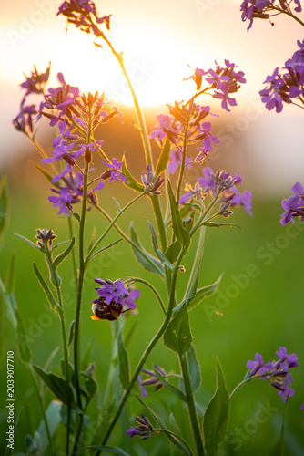 Bumblebee pollinating purple flowers at sunset with golden light filtering through. A fuzzy bumblebee sleeps in delicate purple blossoms as the sun sets, casting a warm, golden glow over the scene