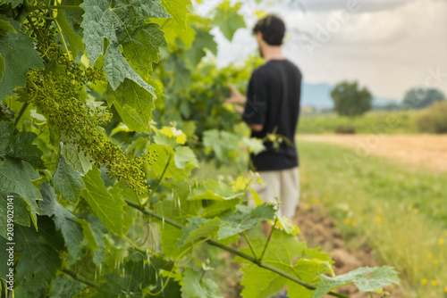 Young green grape inflorescence in foreground with agronomist working blurred in background