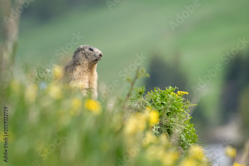 фотографія Alpine marmot (Marmota marmota) among yellow flowers in an alpine meadow, Chianale, Piedmont, Cottian Alps, Italy