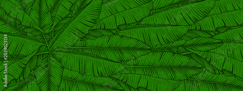 Foto Green openwork leaves of a banana palm tree on a green background