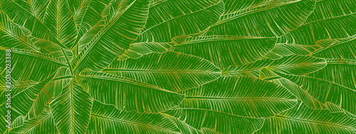 Schilderij op canvas Green openwork leaves of a palm tree on a green background