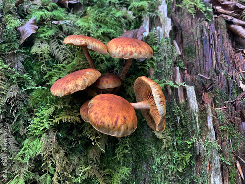 Pilze und Moos an einem Baumstumpf