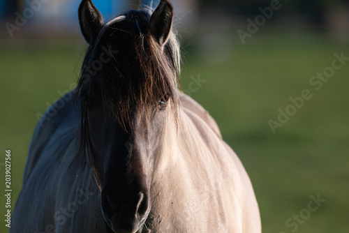 Obraz na płótnie Portrait of a horse with dark mane in soft sunlight