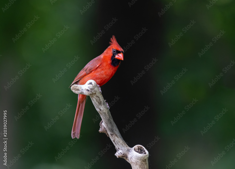 Fototapeta premium bright red cardinal against dark background