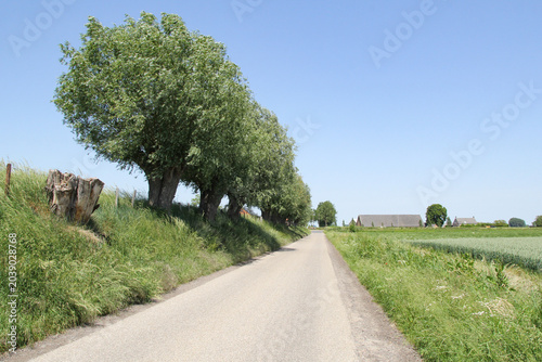 a beautiful rural landscape in the dutch countryside in zeeland with a row pollard willows with green leaves at a small green dike next to a country road