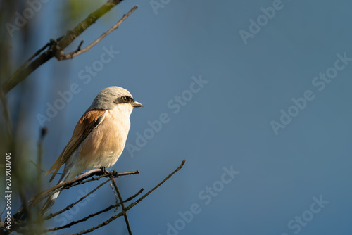 Photos Male red-backed shrike on a branch in warm sunlight