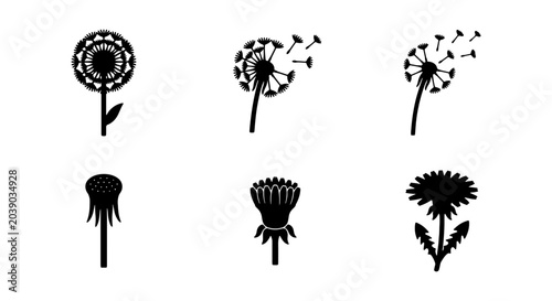 Photos Dandelion Flower Icons, Seed Dispersal Stages, Vector Graphics Set