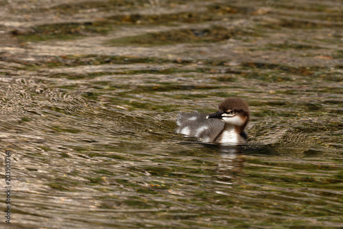 Baby common merganser duck paddling toward viewer and creating a wake