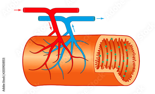 Bild auf Leinwand Diagram of Nutrient Absorption in the Small Intestine