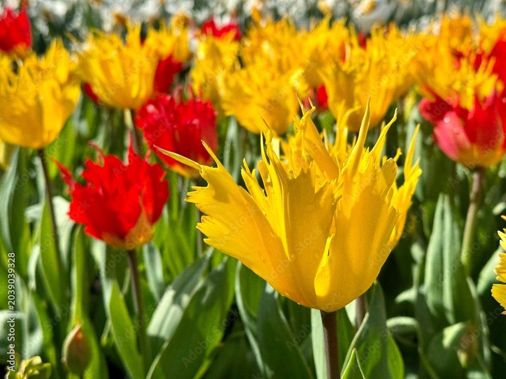 Obraz premium Fringed petals of bright colorful tulips in spring bloom