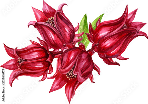 Watercolor Roselle (Hibiscus sabdariffa)