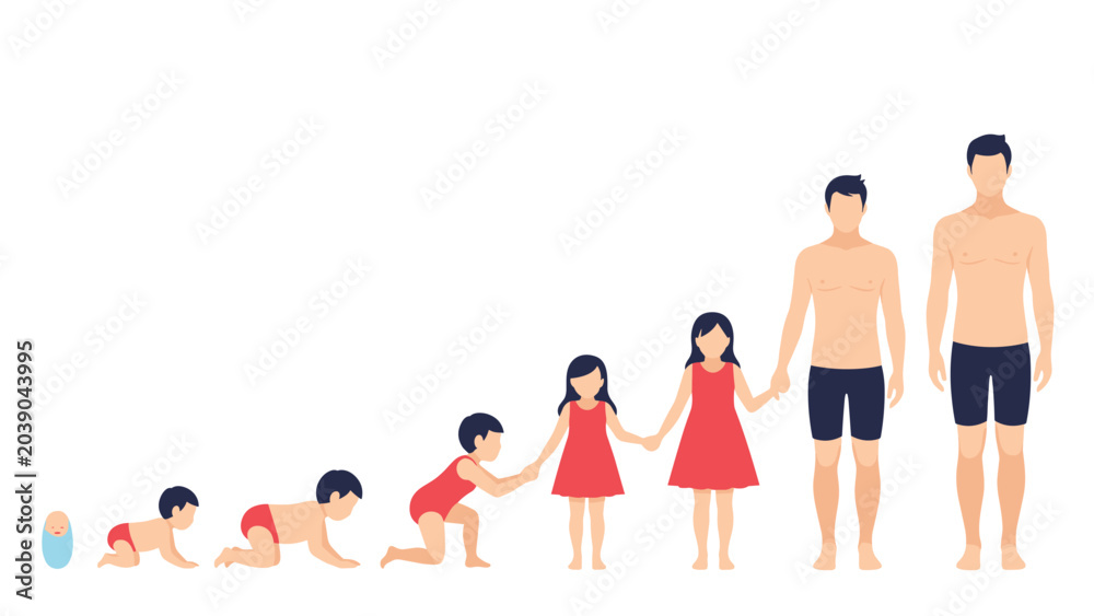 Obraz premium Illustration of human growth and development stages showing the progression from an infant to a fully grown adult man and woman.