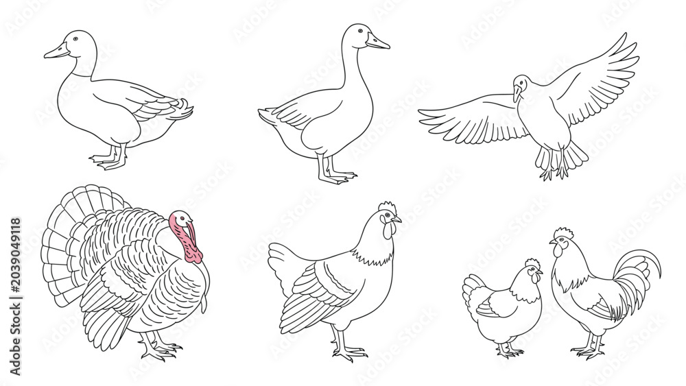 Obraz premium Set of black and white line drawings illustrating common farm birds including ducks, a turkey, a rooster, and chickens.
