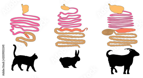 Bild auf Leinwand Comparative anatomy of digestive tracts in mammals.