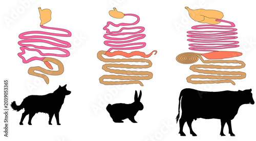 Foto Comparative anatomy of digestive tracts in mammals.