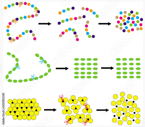 Fotografi Molecular simplification of simple nutrients: proteins, starch, and lipids