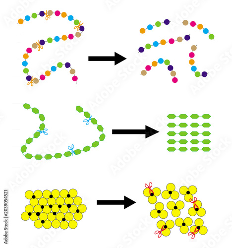 Obraz na plátně Molecular simplification of simple nutrients: proteins, starch, and lipids