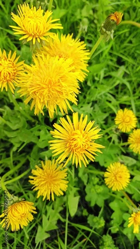 Bright Yellow Dandelion Closeup — Spring Botanical Background for Films