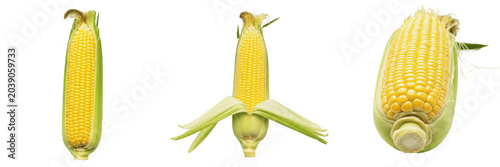 Obraz na płótnie Set of Fresh Sweet Corn Cobs with Husks Isolated on White Background, Raw Organi