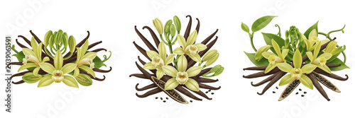 Bild auf Leinwand Set of Fresh Vanilla Flower and Bean Pod Arrangements Isolated on White Backgrou