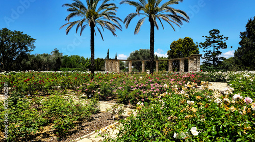 Palm trees and blooming rose garden on a sunny day in a park