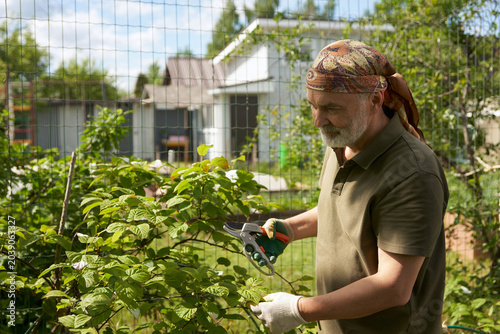 Canvas-taulu A gardener shapes a kolomikta actinidia bush