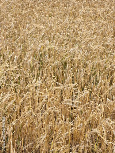 Field with ripe ears of wheat. Ripe wheat in the field