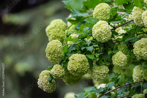 Cuadro en lienzo Delicate snowball viburnum flowers bloom on a lush green branch in spring