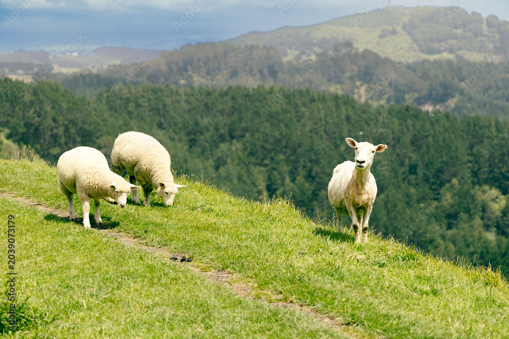 Fototapeta premium Sheep Grazing Hillside Pasture Above Forested Valley