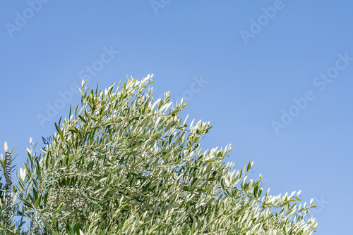 The olive (Olea europaea, 