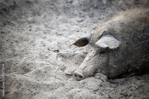 Fényképezés A large mangalica pig covered in dried mud lies down on the ground inside an out