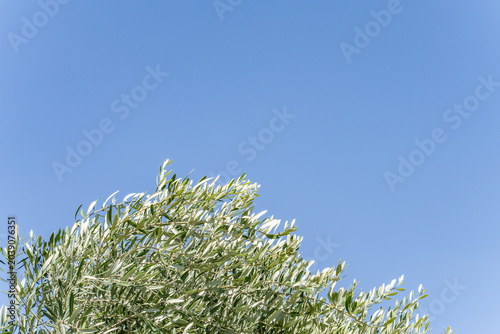 The olive (Olea europaea, 