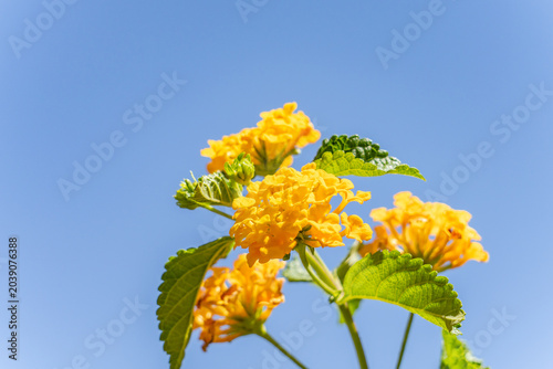 Lantana depressa, It is a shrub and grows primarily in the subtropical biome.  Las Vegas Boulevard,  Clark County, Nevada. Basin and Range Province, Mojave Desert.  shrub verbenas or lantanas.