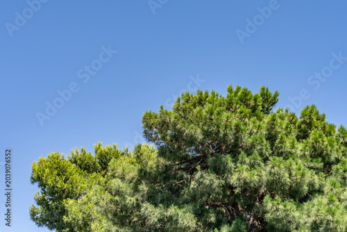 A pine is any conifer in the genus Pinus of the family Pinaceae.  Las Vegas Boulevard,  Clark County, Nevada. Basin and Range Province, Mojave Desert.  Encore Las Vegas
