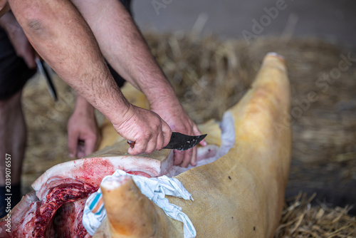 Photos Hands of a male butcher slicing open a fresh pig carcass with a knife during a t