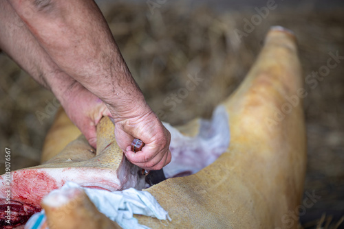 Φωτογραφία Close-up view of a butcher using a sharp knife to slice open a pig carcass durin