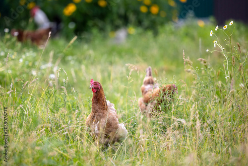 Tableau sur toile Several free-range chickens stand in a green grassy meadow filled with tall wild