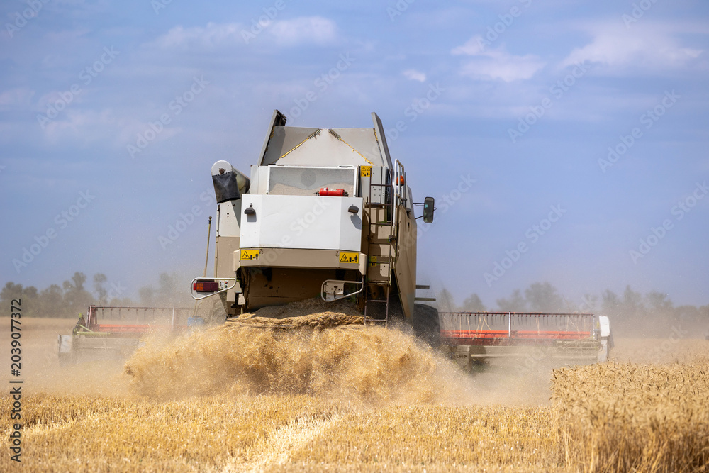 Fototapeta premium A large combine harvester operates in a dry agricultural field during the seasonal grain harvest, kicking up straw and dust while cutting ripe yellow wheat crops under a partly cloudy sky