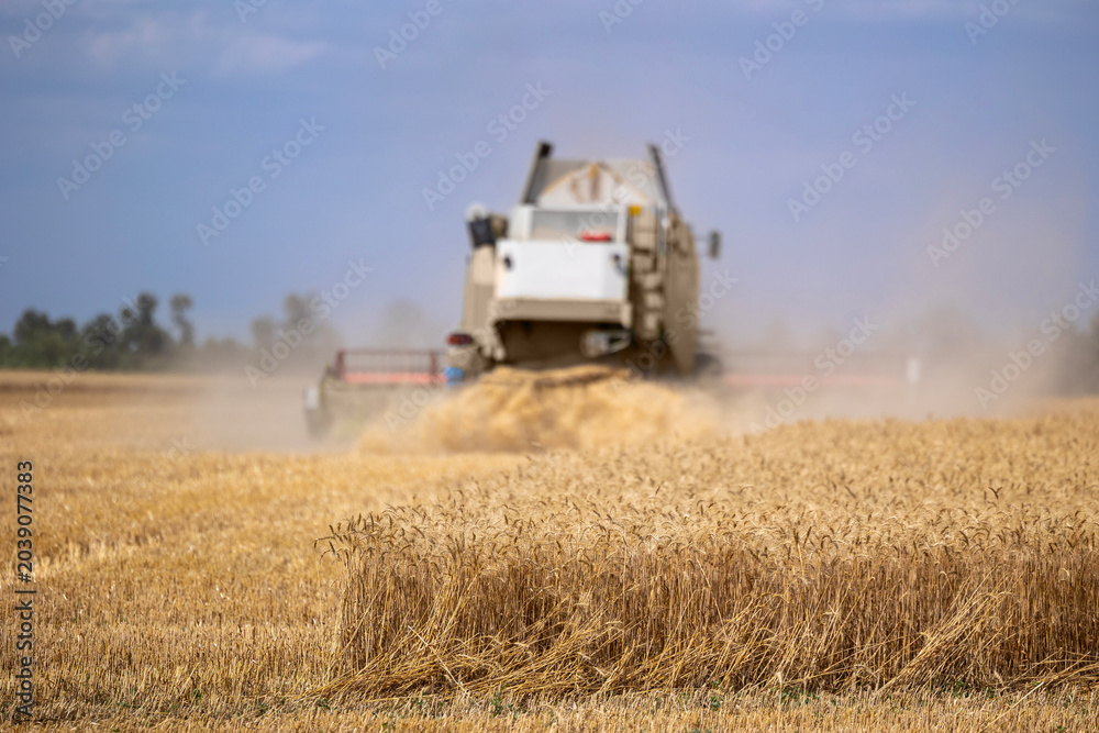 Obraz premium A combine harvester operates in a golden wheat field during the summer harvest, kicking up a cloud of dust as it cuts and processes the crop under a clear sky in an agricultural landscape