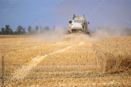Tableau sur toile A combine harvester operates in a wide golden agricultural field during the annu